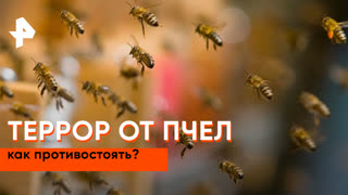 «Наука и техника»: как противостоять нападению пчел?
